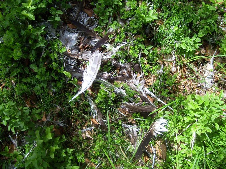 Strana predazione su Poiana (Buteo buteo)